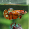 Multicolor/ Galaxy Koi Plakat - Female- 13 Weeks Old