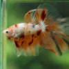 Galaxy/Candy Koi Halfmoon - 14 weeks old