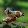 Multicolor/ Galaxy Koi Plakat - Female- 13 Weeks Old