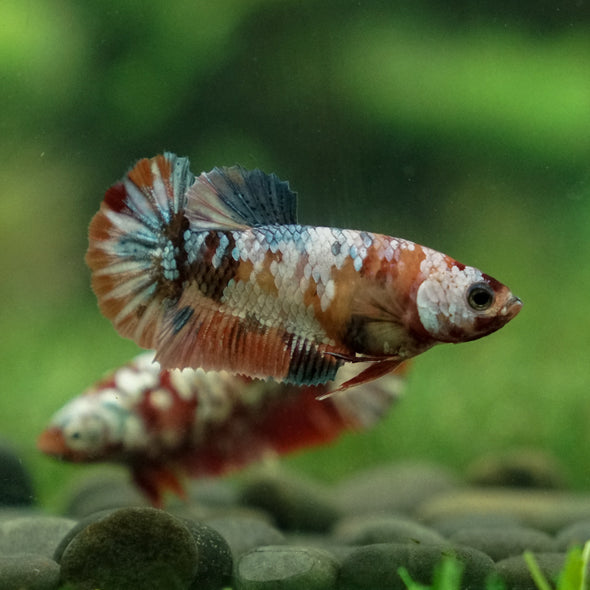 Multicolor/ Galaxy Koi Plakat - Female- 13 Weeks Old