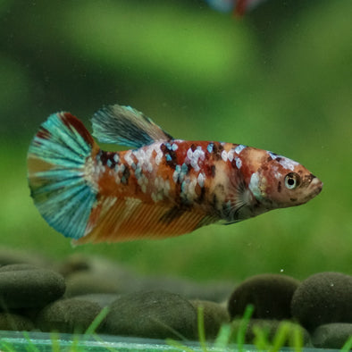 Multicolor/ Galaxy Koi Plakat - Female- 13 Weeks Old