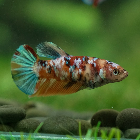 Multicolor/ Galaxy Koi Plakat - Female- 13 Weeks Old