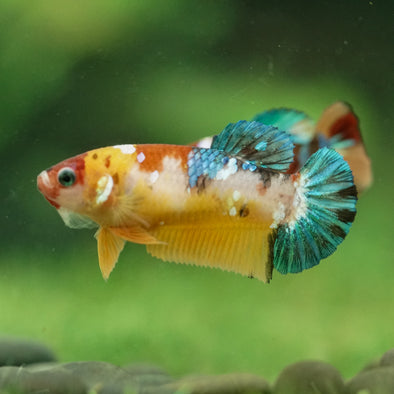 Multicolor/ Galaxy Koi Plakat- Female- 13 Weeks Old