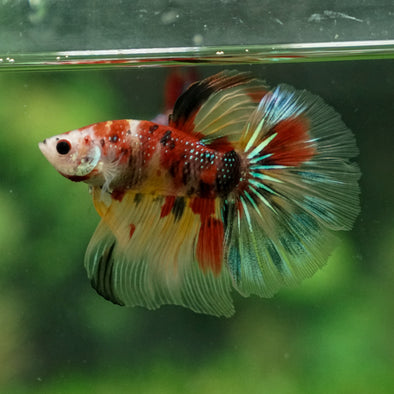 Galaxy Koi Halfmoon - 13 weeks old