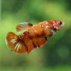 Multicolor/ Galaxy Koi Plakat - Female- 13 Weeks Old