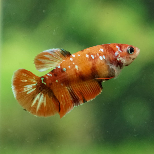 Multicolor/ Galaxy Koi Plakat - Female- 13 Weeks Old