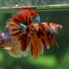 Galaxy/Candy Koi Halfmoon - 14 weeks old
