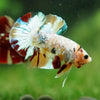 Multicolor/Galaxy Koi Plakat -16 weeks Old