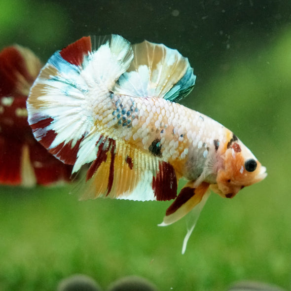 Multicolor/Galaxy Koi Plakat -16 weeks Old