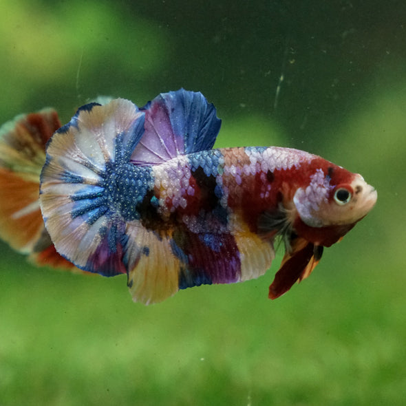 Multicolor/Galaxy Koi Plakat -13 weeks Old