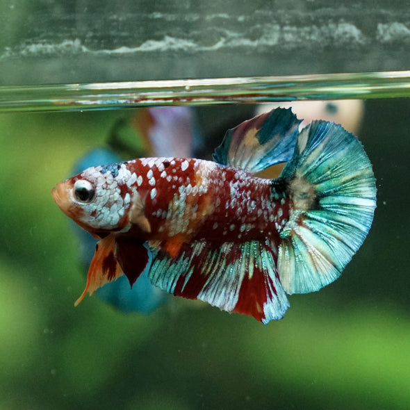 Multicolor/Galaxy Koi Plakat -11 weeks Old