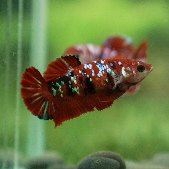 Multicolor/ Galaxy Koi Plakat- Female- 13 Weeks Old