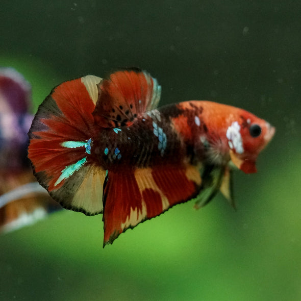 Multicolor/Galaxy Koi Plakat -11 weeks Old