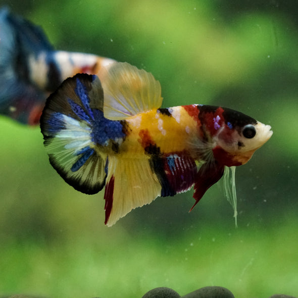 Multicolor/Galaxy Koi Plakat -16 weeks Old