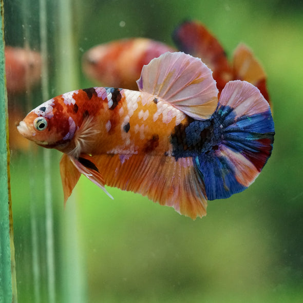 Multicolor/Galaxy Koi Plakat -16 weeks Old