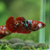 Multicolor/ Galaxy Koi Plakat- Female- 13 Weeks Old