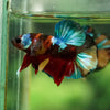 Multicolor/Galaxy Koi Plakat -16 weeks Old