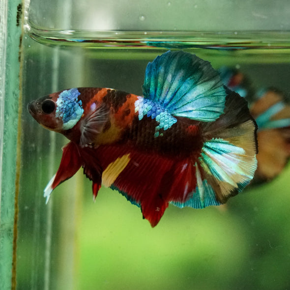 Multicolor/Galaxy Koi Plakat -16 weeks Old