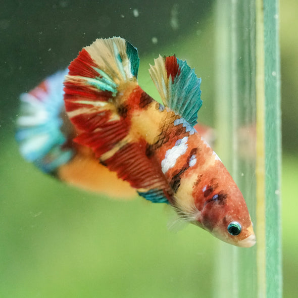 Multicolor/ Galaxy Koi Plakat- Female- 13 Weeks Old