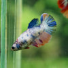 Multicolor/ Galaxy Koi Halfmoon - Female- 13 Weeks Old