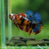 Multicolor/ Galaxy Koi Plakat- Female- 13 Weeks Old