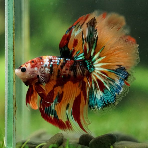 Galaxy/Candy Koi Halfmoon - 14 weeks old