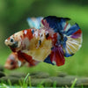 Multicolor/Galaxy Koi Plakat -15 weeks Old