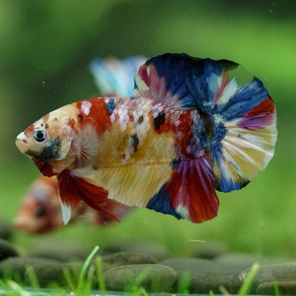 Multicolor/Galaxy Koi Plakat -15 weeks Old