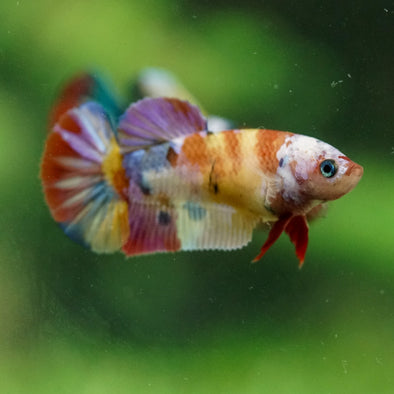 Multicolor/ Galaxy Koi Plakat- Female- 13 Weeks Old
