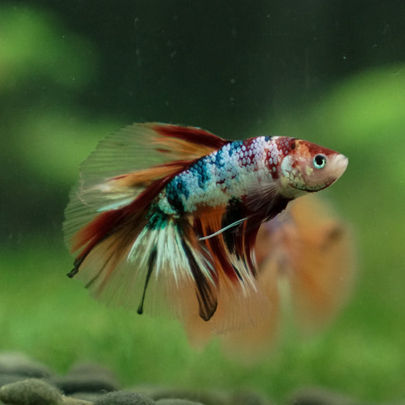 Galaxy Koi Halfmoon - 13 weeks old