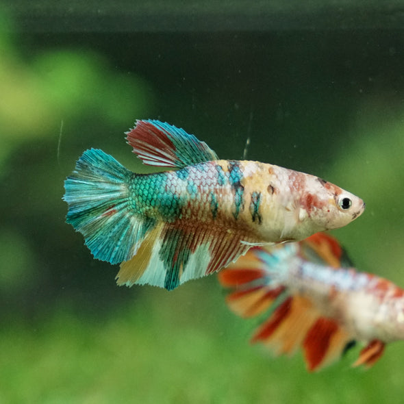 Multicolor/ Galaxy Koi Halfmoon- Female- 13 Weeks Old