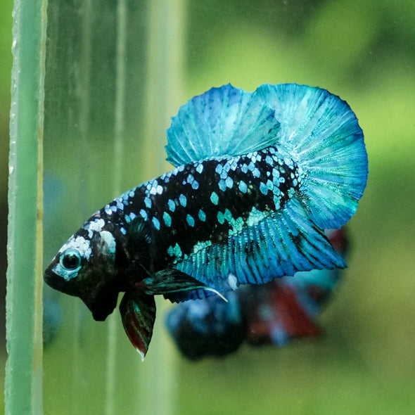 Multicolor/Galaxy Koi Plakat -13 weeks Old