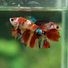 Multicolor/ Galaxy Koi Halfmoon- Female- 13 Weeks Old