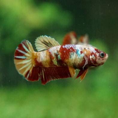 Multicolor/ Galaxy Koi Plakat - Female- 13 Weeks Old