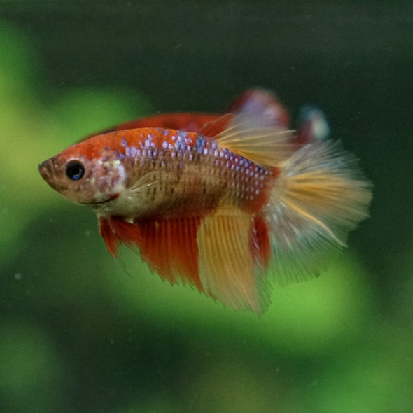 Multicolor/ Galaxy Koi Halfmoon- Female- 13 Weeks Old