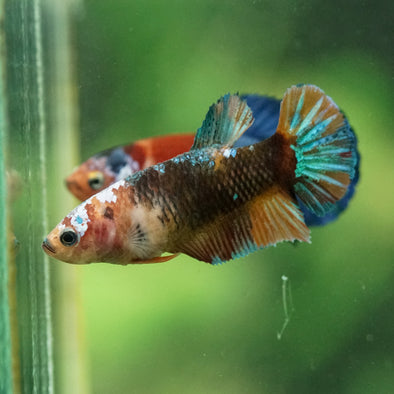 Multicolor/ Galaxy Koi Plakat- Female- 13 Weeks Old