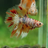 Galaxy/Candy Koi Halfmoon - 14 weeks old