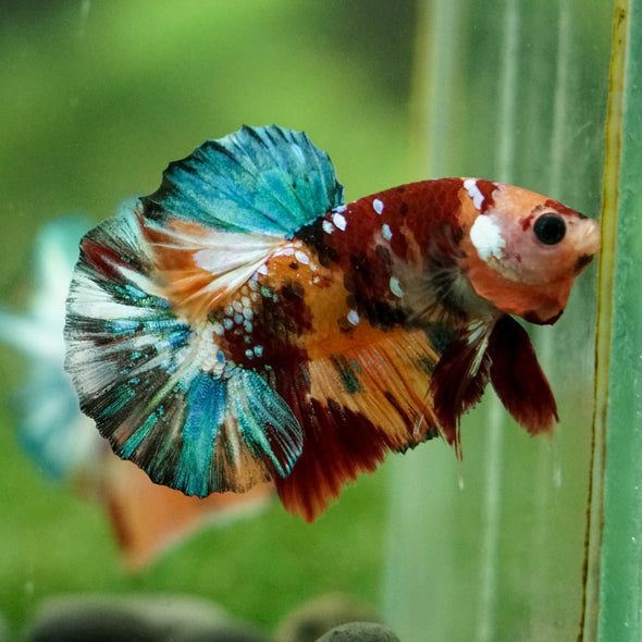 Multicolor/Galaxy Koi Plakat -16 weeks Old