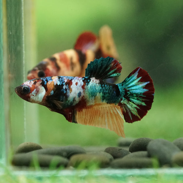 Multicolor/ Galaxy Koi Plakat- Female- 13 Weeks Old