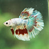 Galaxy/Candy Koi Halfmoon - 14 weeks old
