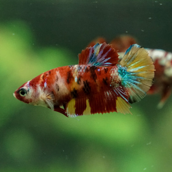 Multicolor/ Galaxy Koi Plakat - Female- 13 Weeks Old