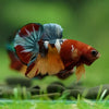 Multicolor/Galaxy Koi Plakat -16 weeks Old