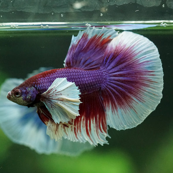 Dumbo Halfmoon - 11 weeks old