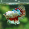 Galaxy Koi Halfmoon - 13 weeks old