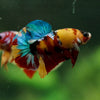 Multicolor/Galaxy Koi Plakat -16 weeks Old