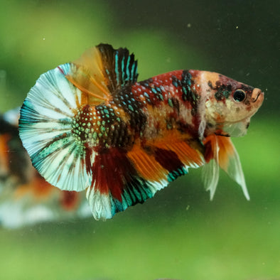 Multicolor/Galaxy Koi Plakat -16 weeks Old