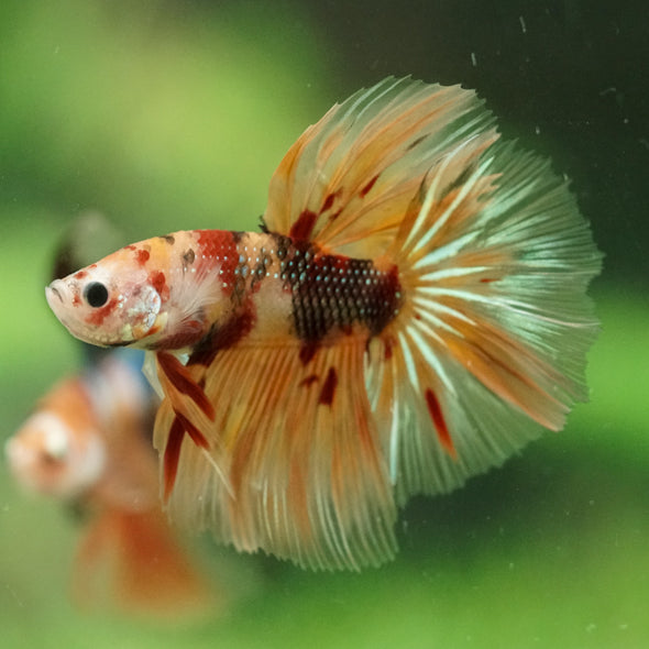 Galaxy/Candy Koi Halfmoon - 14 weeks old