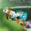Multicolor/ Galaxy Koi Plakat- Female- 13 Weeks Old