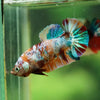 Multicolor/ Galaxy Koi Plakat- Female- 13 Weeks Old