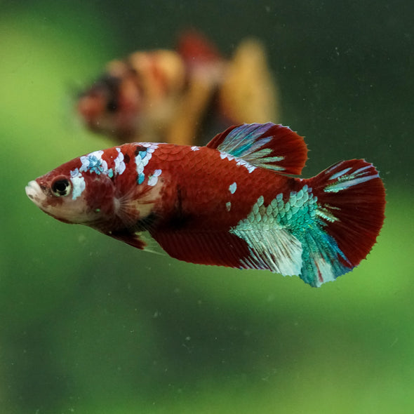 Multicolor/ Galaxy Koi Plakat- Female- 13 Weeks Old
